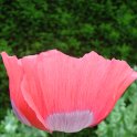 Papaver somniferum fleur (2)